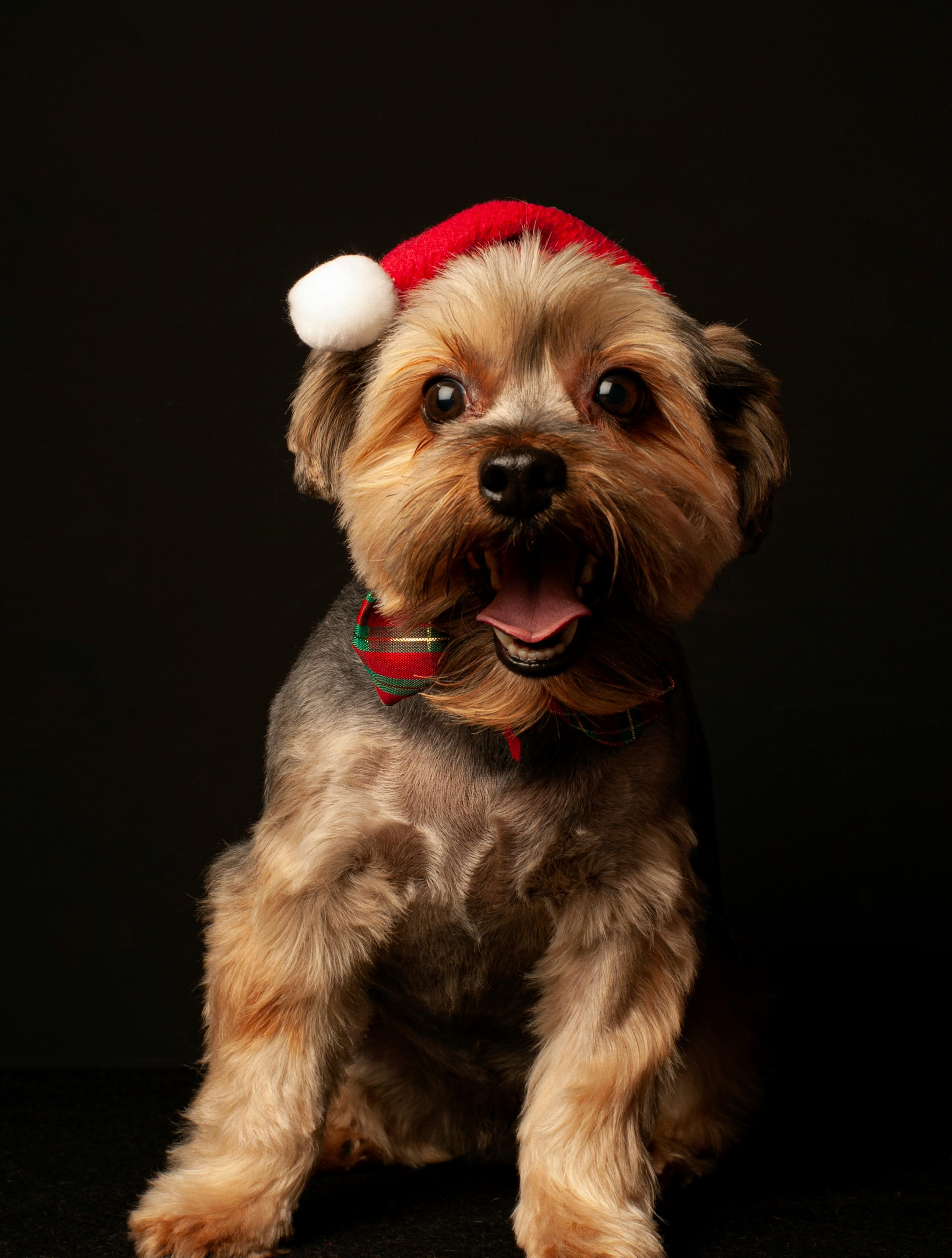 Dog with santa hat