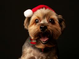 Dog with santa hat