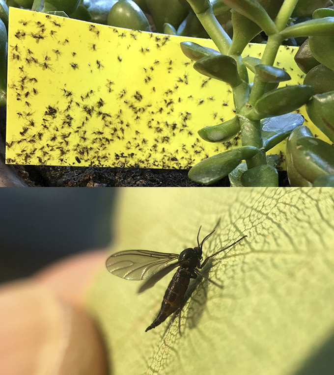 Top Photo: Fungus gnats on sticky trap. Bottom Photo: Fungus gnat (highly magnified). Photos by Jody Green, Extension Educator in Douglas/Sarpy Counties