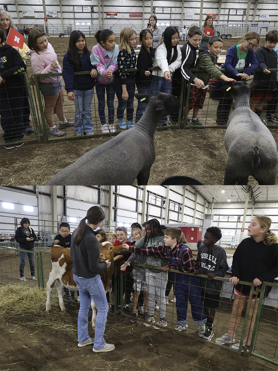 Top Photo: Extension Assistant Elizabeth Thiltges presented the sheep session. Bottom Photo: Extension Assistant Madelaine Polk shows youth a calf at the dairy station.