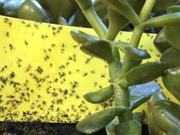 Top Photo: Fungus gnats on sticky trap. Bottom Photo: Fungus gnat (highly magnified). Photos by Jody Green, Extension Educator in Douglas/Sarpy Counties