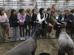 Top Photo: Extension Assistant Elizabeth Thiltges presented the sheep session. Bottom Photo: Extension Assistant Madelaine Polk shows youth a calf at the dairy station.