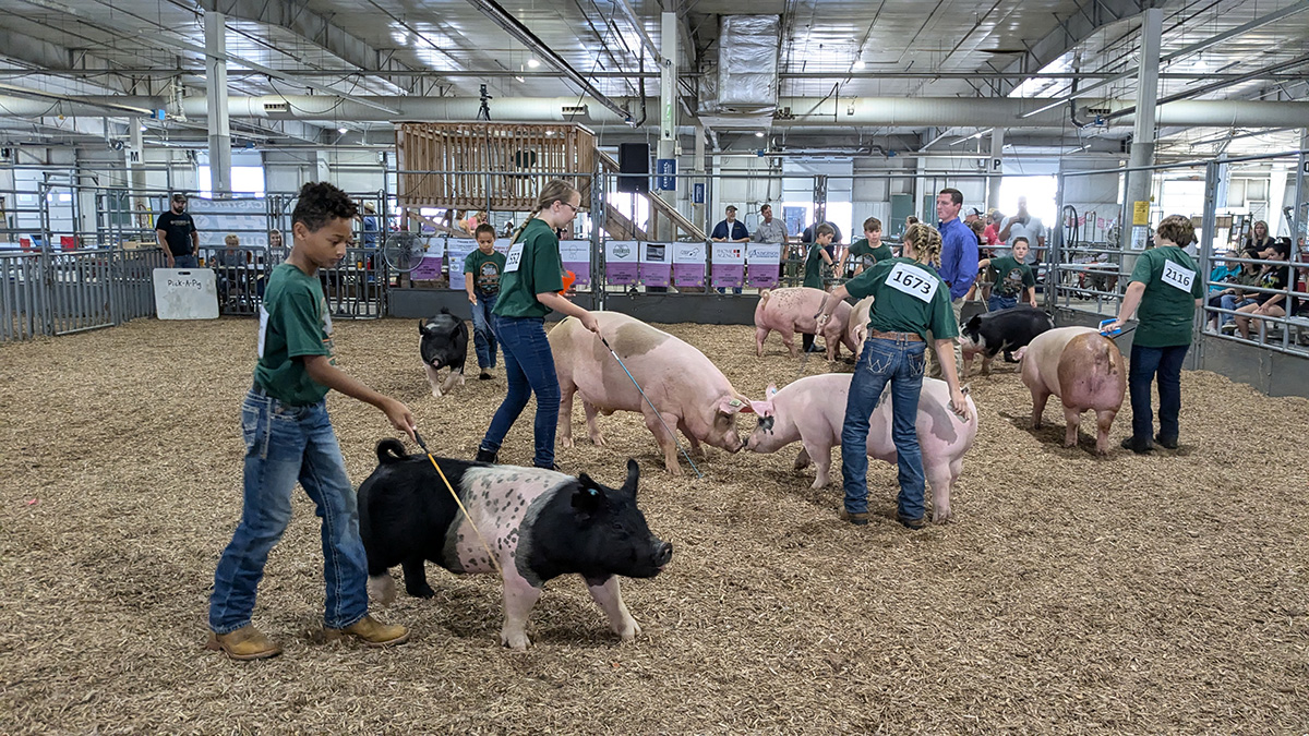 4-H Swine Show at 2024 Super Fair - 35-1200px.jpg