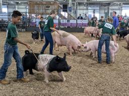 4-H Swine Show at 2024 Super Fair - 35-1200px.jpg