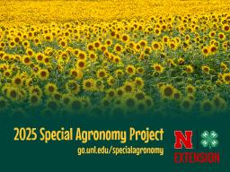 Sunflowers: The 2025 Special Agronomy Project