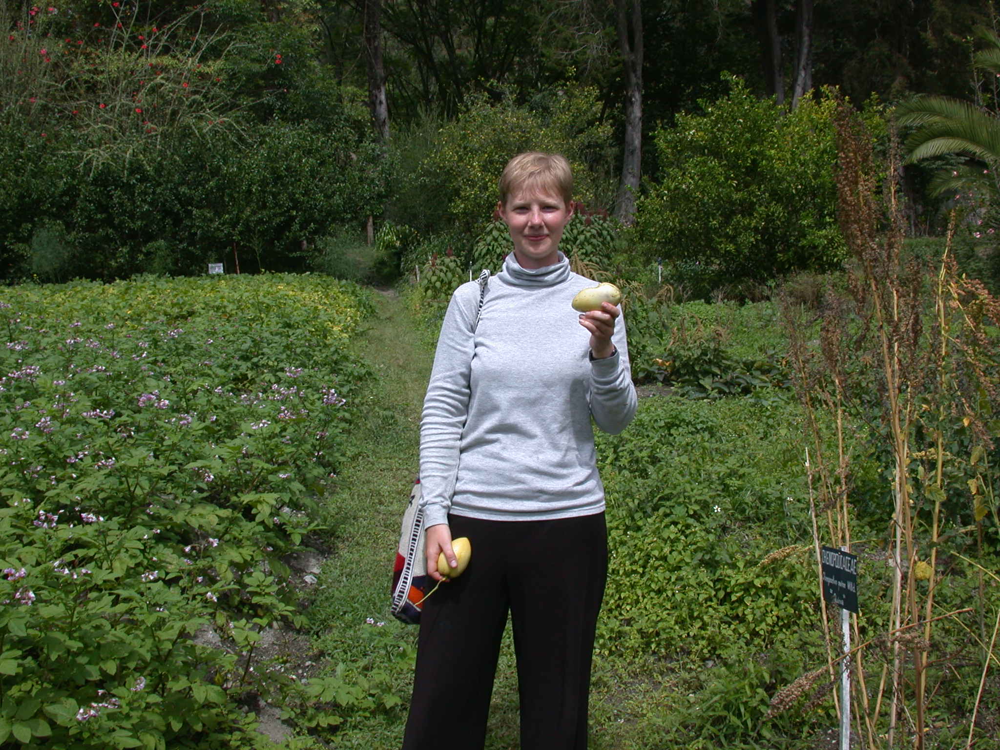 Stacey Smith, assistant professor of biological sciences, holds a pepino dulce. The fruit, popular in South and Central America, is a close relative of the tomato.