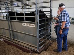 Market Beef Weigh-In at the 2024 Lancaster County Super Fair