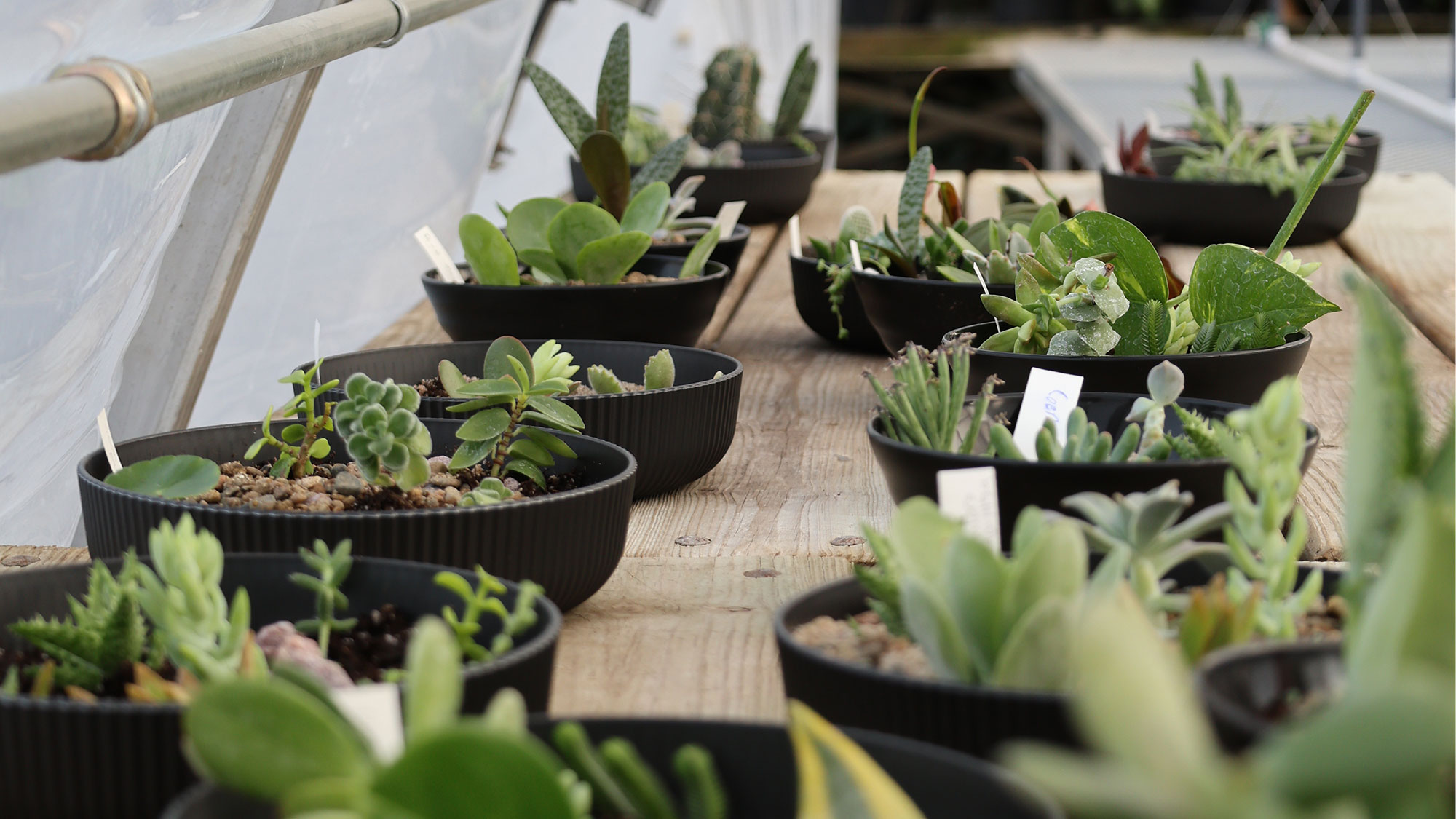 The Horticulture Club will hold a succulent plant sale from 11 a.m. to 1 p.m. on Valentine’s Day, Feb. 14, outside the Nebraska East Union Dining Hall.