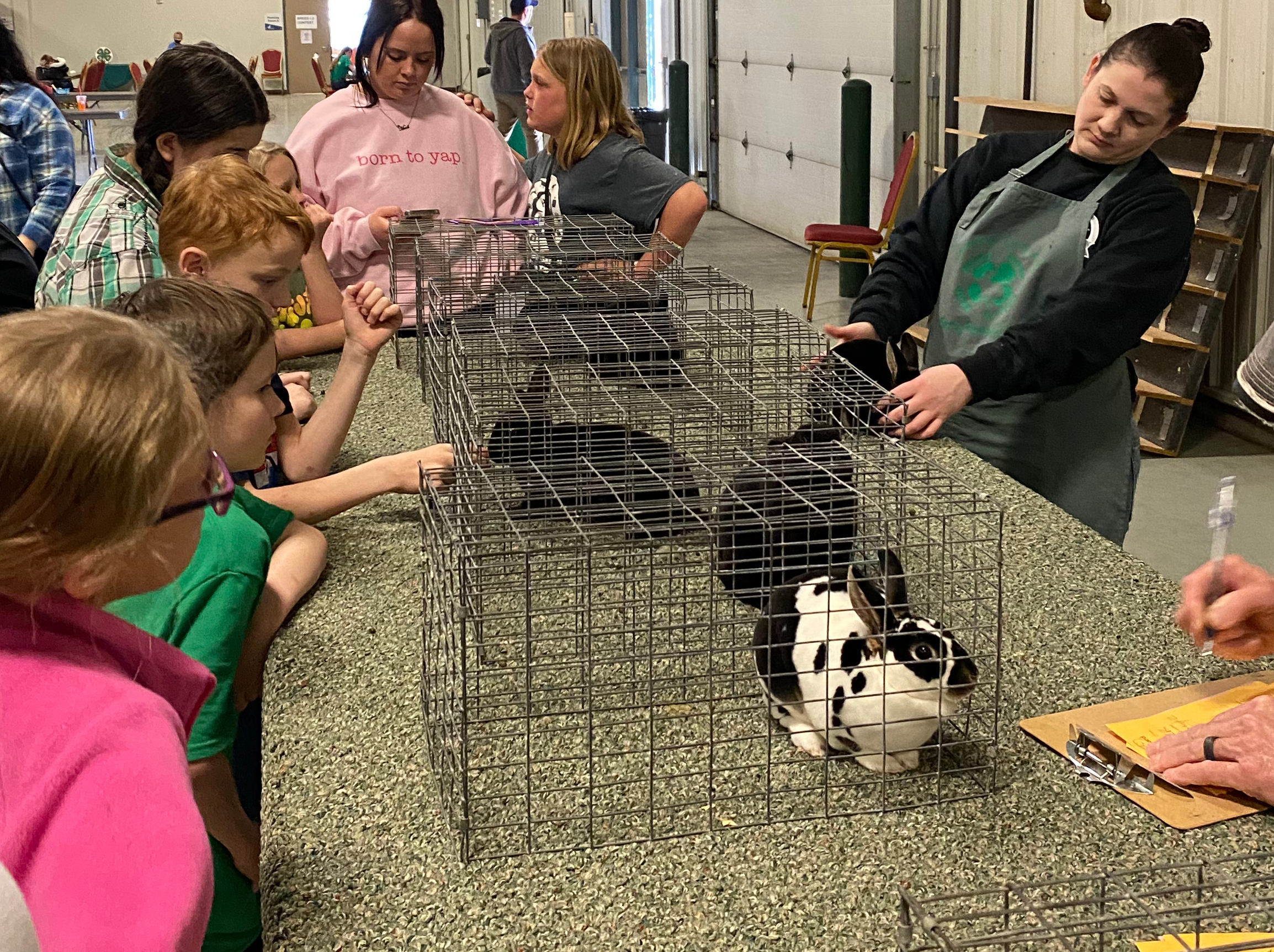 4-H'ers and Rabbits at the 2024 Spring Rabbit Show