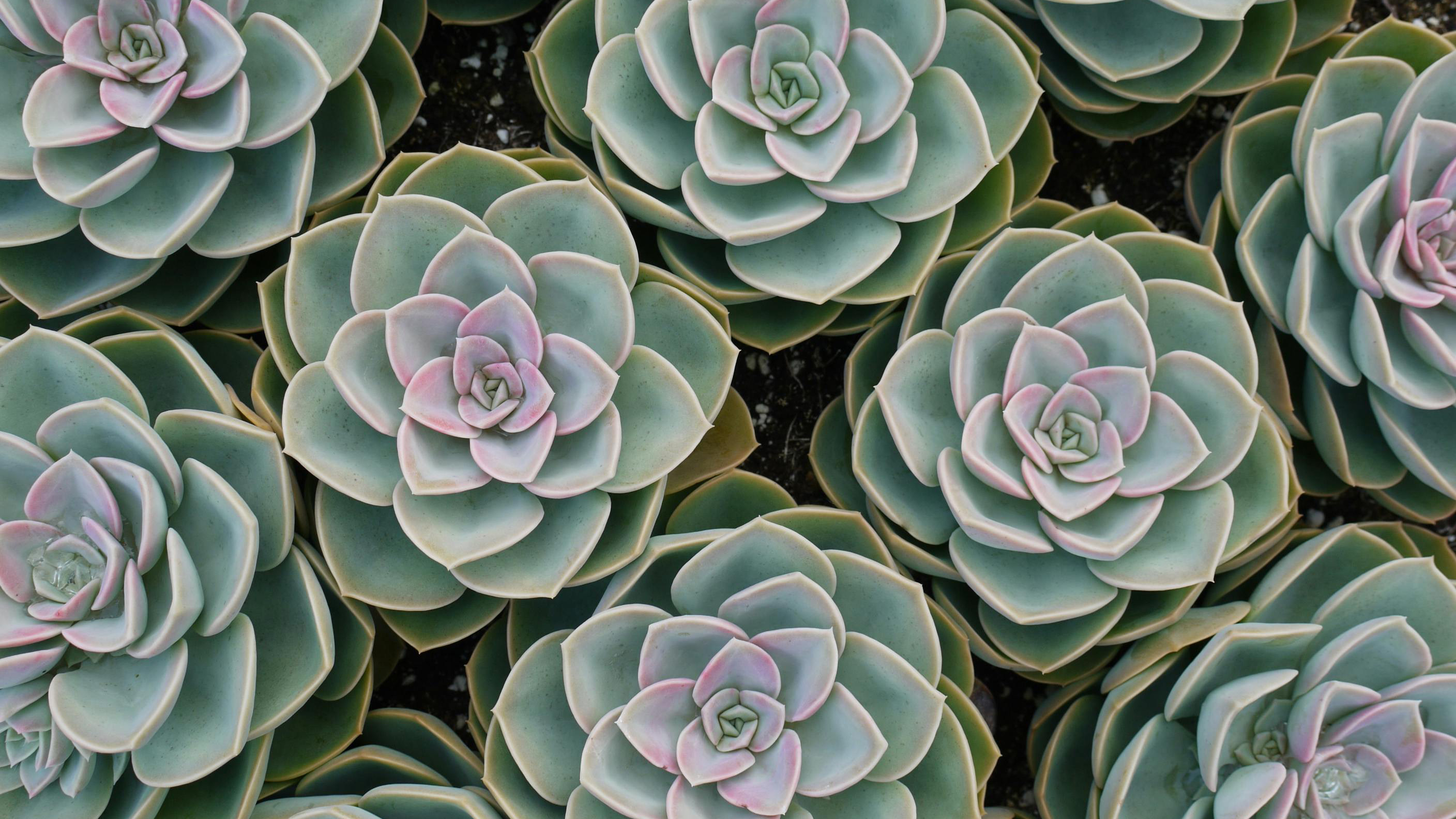 an array of succulents