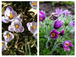 Flowers found on campus - clockwise from upper left - Snowdrops; Crocus; Pasque Flower; White Forsythia; Witch Hazel; Pussy Willow