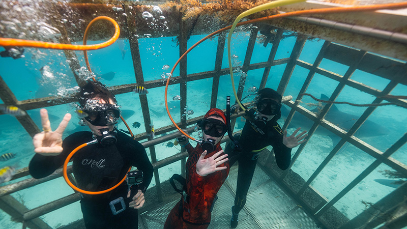 Nebraska's Lindsey Chizinski, Baylie Fadool and Rene Martin view bull sharks from an underwater cage near North Bimini. Photo courtesy of Wyatt Albert