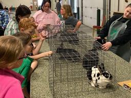 4-H'ers and Rabbits at the 2024 Spring Rabbit Show