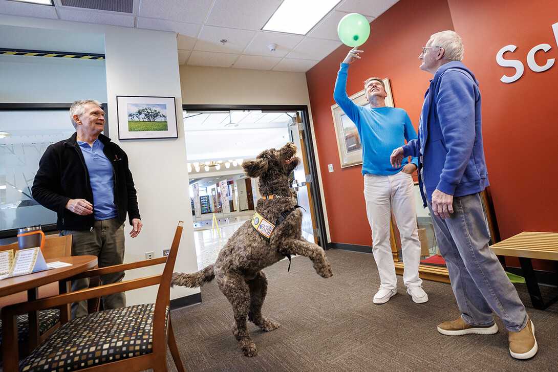 Certified therapy dog Jonas attempts to hit a balloon during his fourth birthday party inside Hardin Hall Feb. 20.  Jordan Opp | University Communication and Marketing 