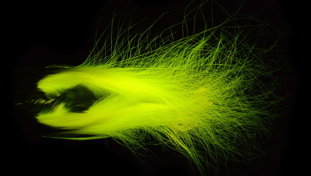 The tuft from a male Paradisaea Guilielmi, or emperor bird-of-paradise, glows under UV light. Photo courtesy of Rene Martin.