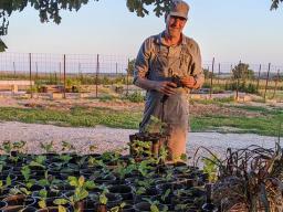  Doug Dittman grows seedlings from acorns. Doug Dittman grows seedlings from acorns.