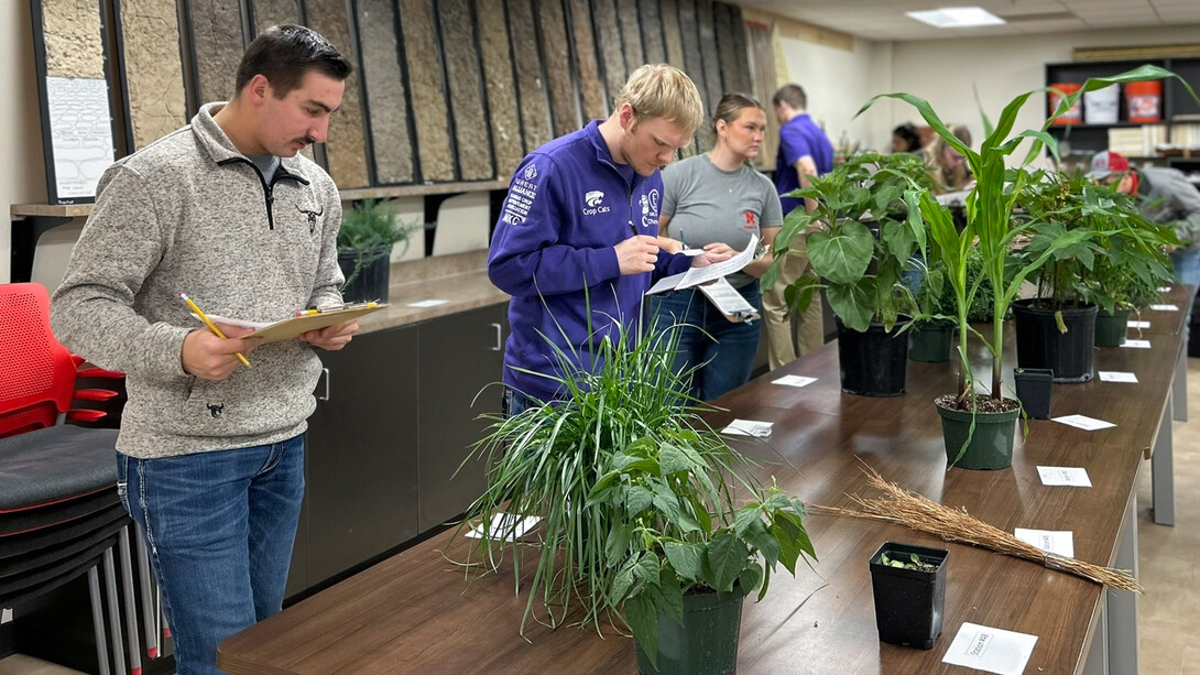 Dustin Andreason (left), a member of the UNL Crops Judging Team, examines leaf and stem features for plant identification in Plant Science Hall as part of a regional competition Feb. 15.