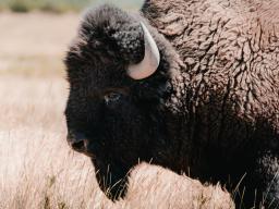 The Center for Great Plains Studies’ 50th annual conference, April 8-10 at the University of Nebraska–Lincoln, will feature a session on the restoration of bison herds on tribal lands.