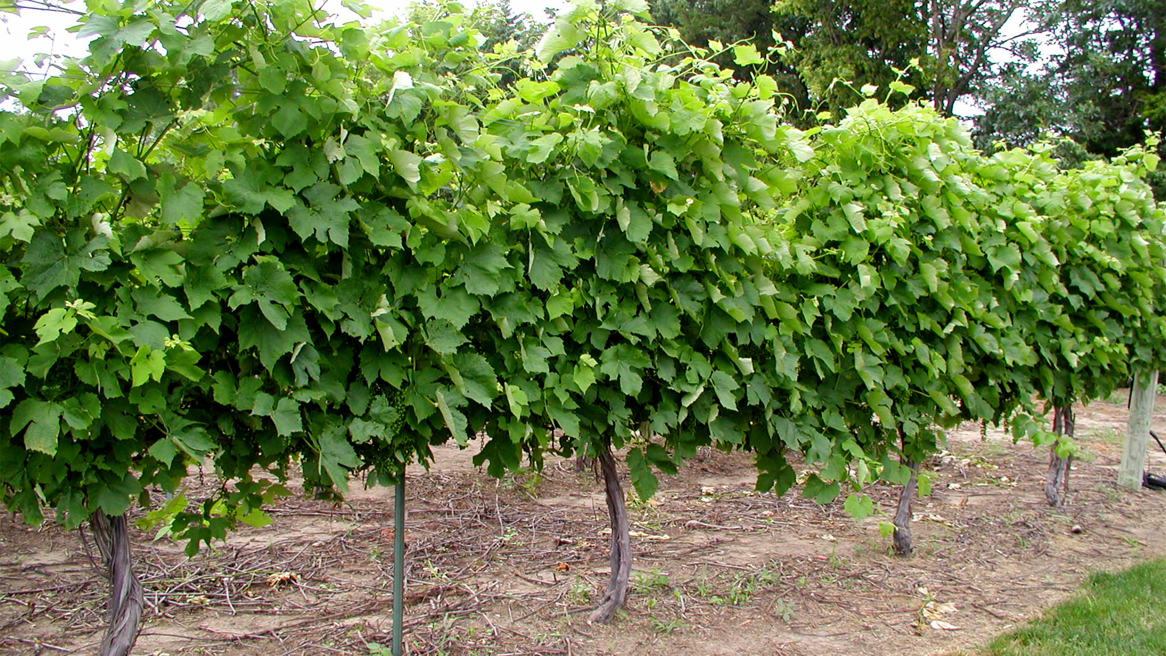 GrapeVines-Nebraska_2400x1350.jpg