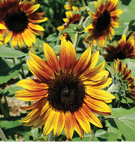 Special Garden Project: Firecracker Sunflower | Announce | University ...