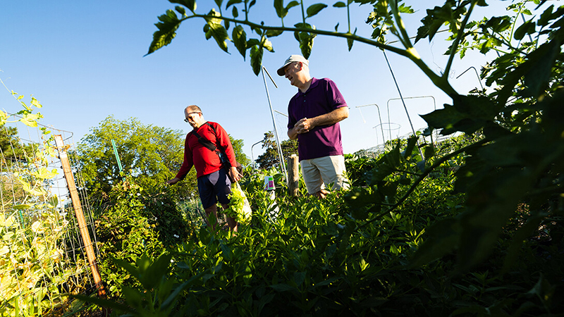 East Campus Community Gardens is home to over 70 plots gardened by over 50 families of graduate students, faculty and staff at the university. Photo by Liz McCue