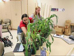Agronomy major Livia Farmer (left) and plant and landscape systems major Madelyn Smith survey 5-week-old, Fast-Flowering Mini-Maize plants grown in various CO2 environments during the new Experiments in Plant Science course.