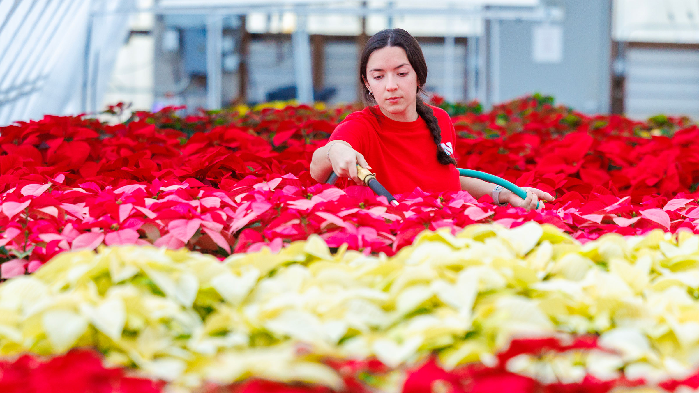Haley Klement, sophomore, stands in a sea of poinsettias as she waters each individually inside Teaching Greenhouse West on East Campus ahead of the Horticulture Club&rsquo;s annual poinsettia sale in 2024.