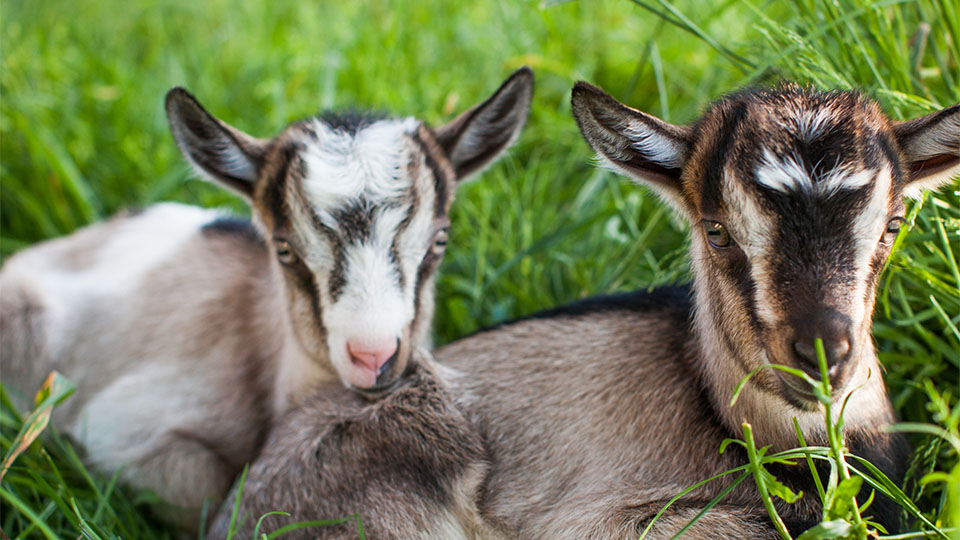 Two goats from the Shepard’s Rest Goat and Sheep Rescue