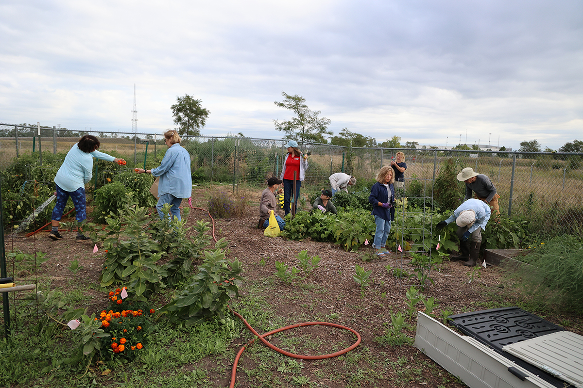 Master Gardeners working in the People&rsquo;s City Mission garden.