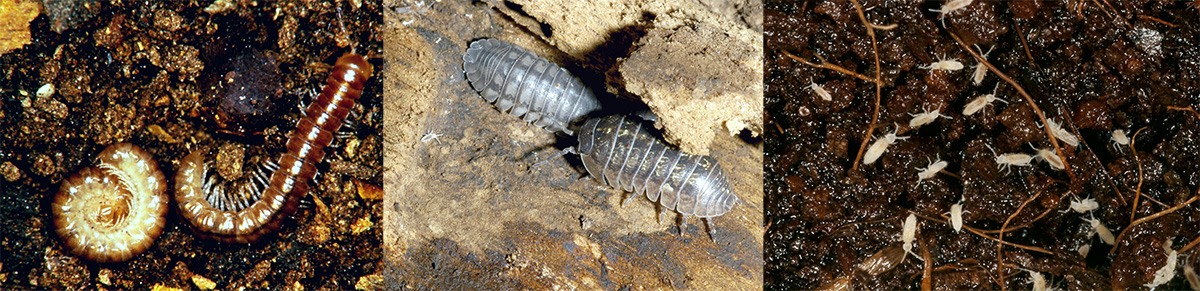 Photos (L&ndash;R): millipedes, pillbugs (also known as roly-polies) and springtails (photos by UNL Department of Entomology)