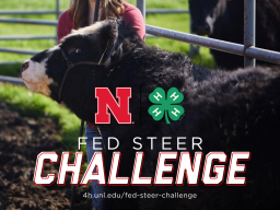 Steer Challenge.png