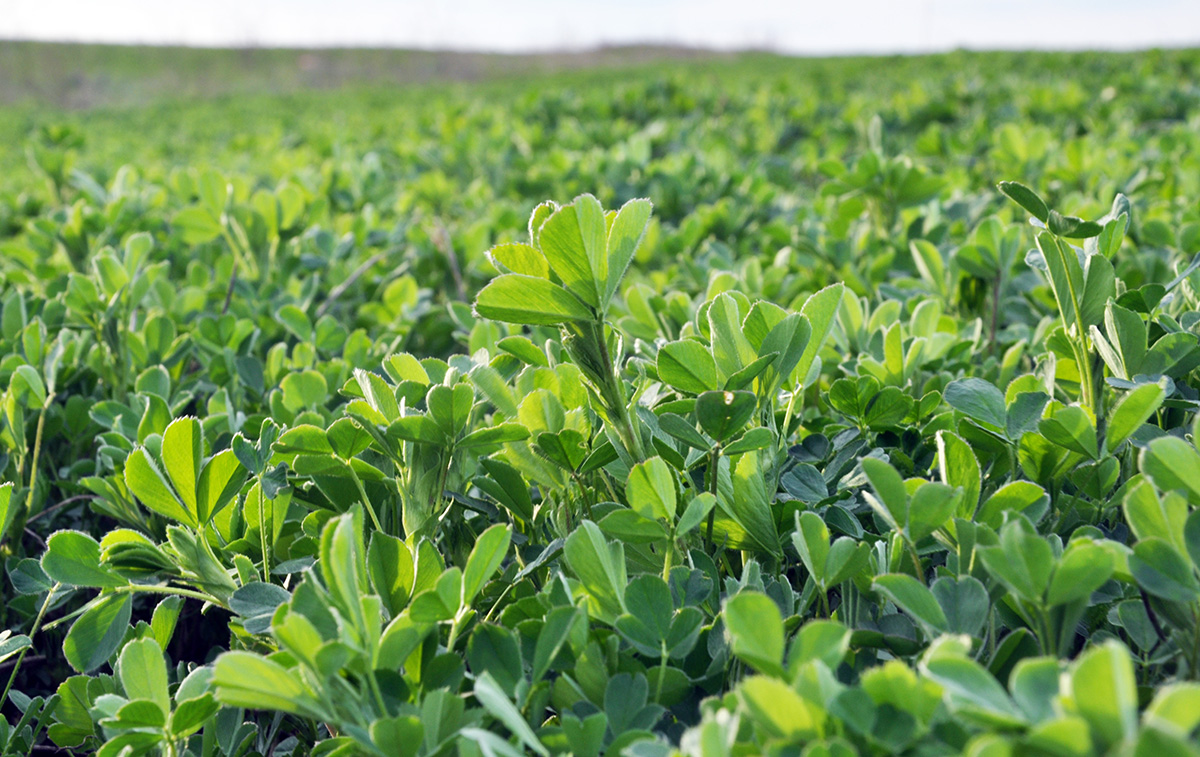 Alfalfa field in spring (photo by orestligetka, stock.adobe.com)