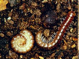 Photos (L&ndash;R): millipedes, pillbugs (also known as roly-polies) and springtails (photos by UNL Department of Entomology)