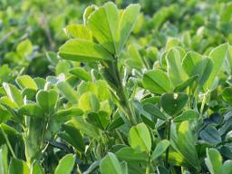 Alfalfa field in spring (photo by orestligetka, stock.adobe.com)