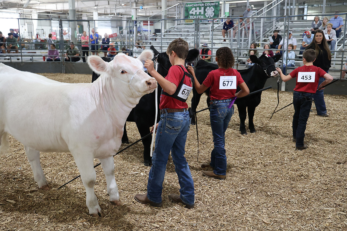 Beef Show at Super Fair 2025_17 1200.jpg