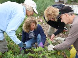 Three Master Gardeners and Extension Associate Mary Jane Frogge (second from right) working in the People&rsquo;s City Mission garden.
