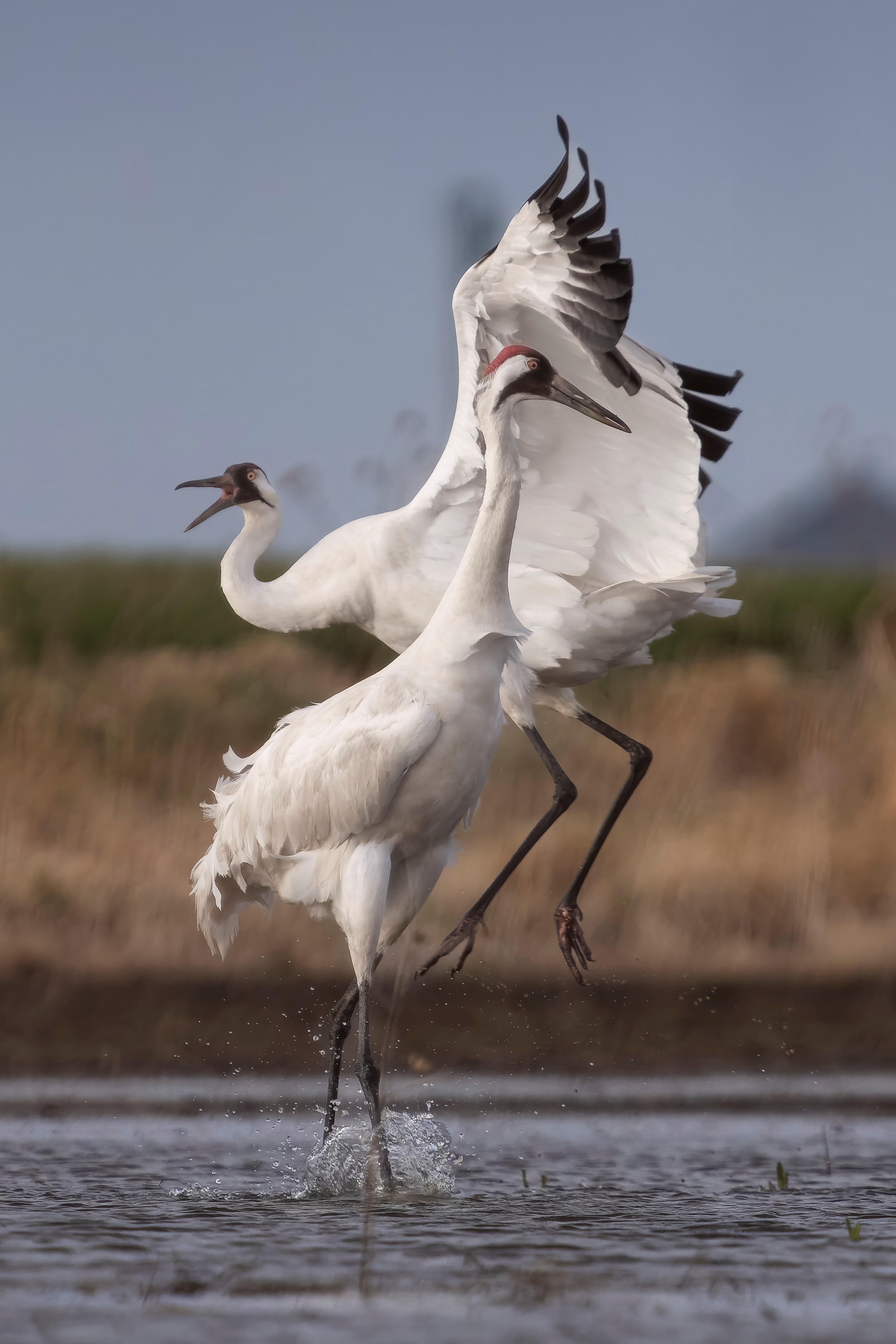 Whooping Cranes, photo by Michael Forsberg