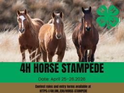 4H HORSE STAMPEDE(1).jpg