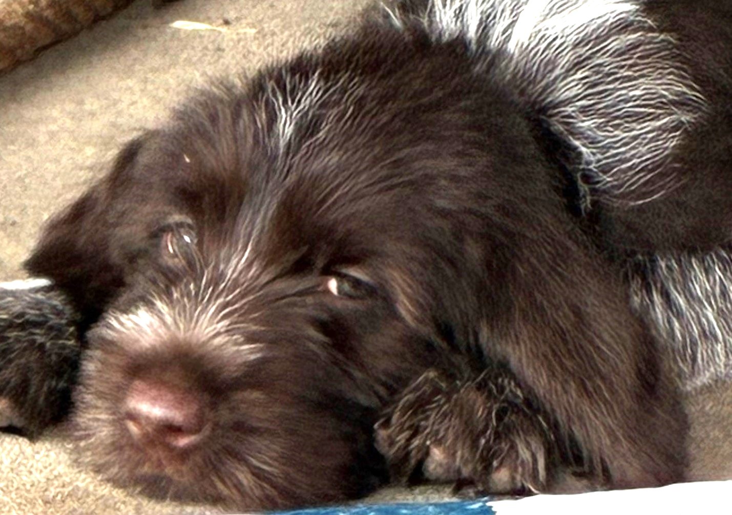 Cecil, Sue Ellen Page's dog