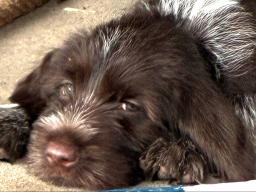 Cecil, Sue Ellen Page's dog