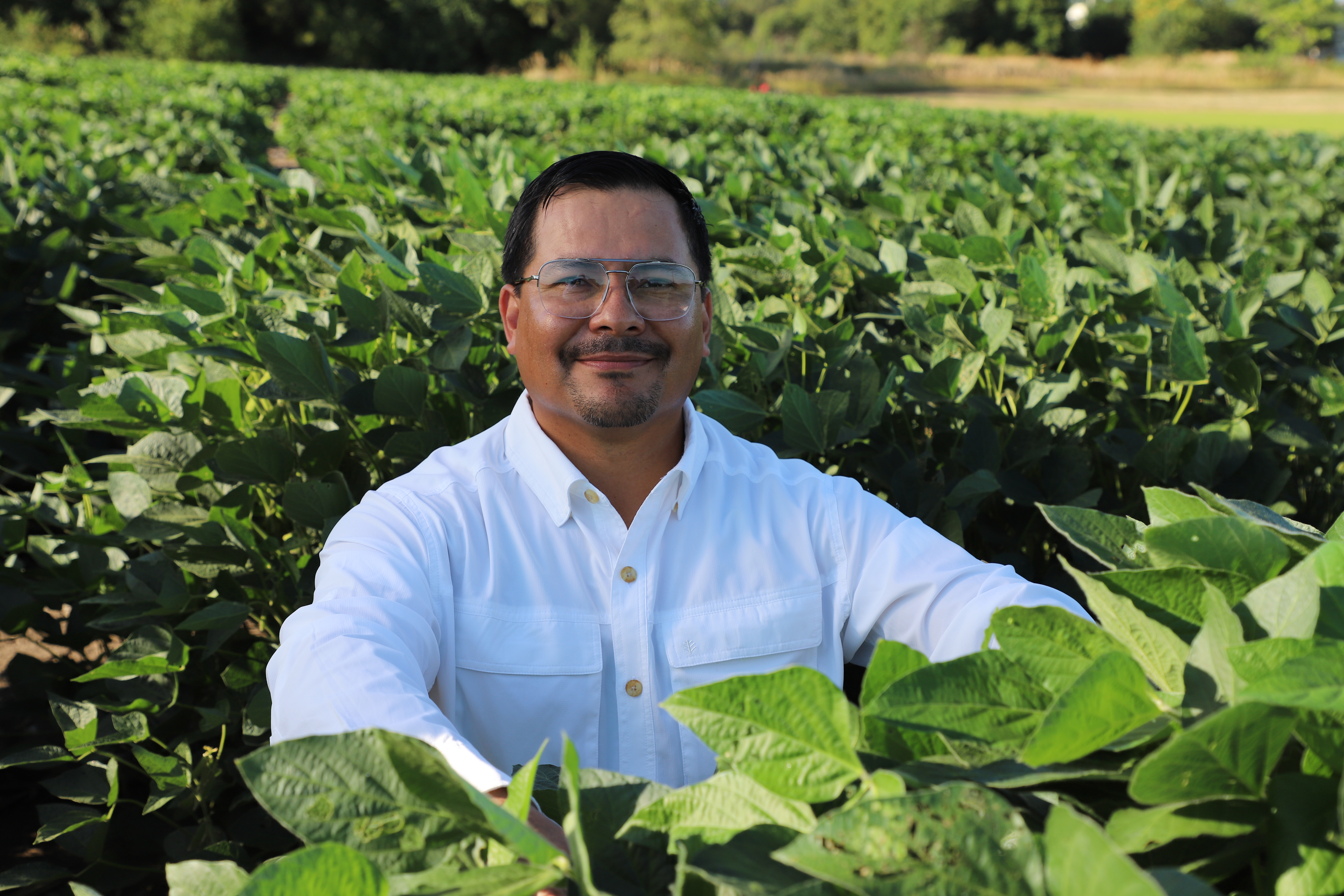 Martinez and his team leveraged their knowledge about this plant-insect-pathogen system to create a genetically unique soybean line with superior resistance against soybean aphids and soybean mosaic virus.
