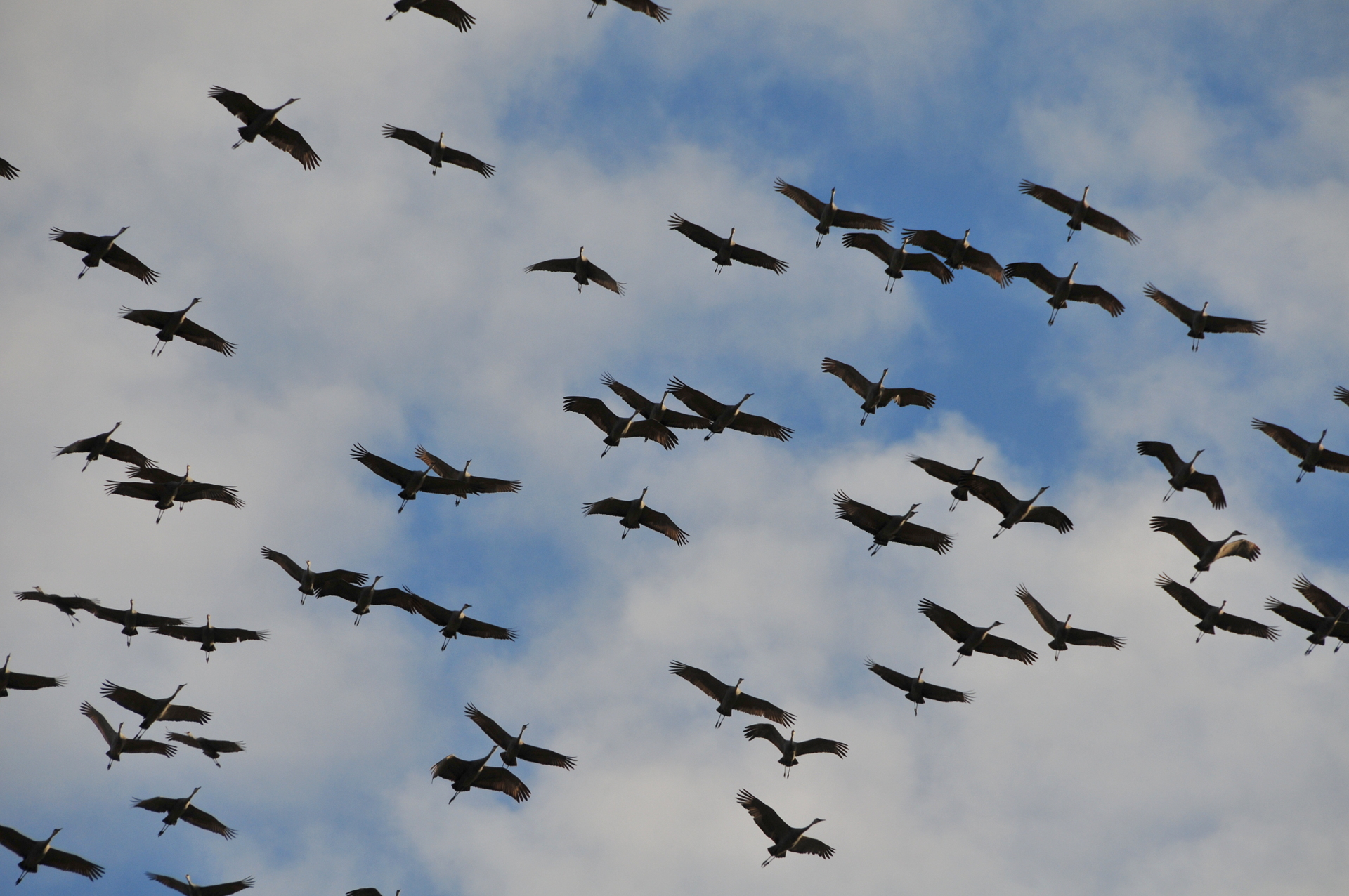 Image credit: Serge Melki (retrieved from Wikimedia Commons)