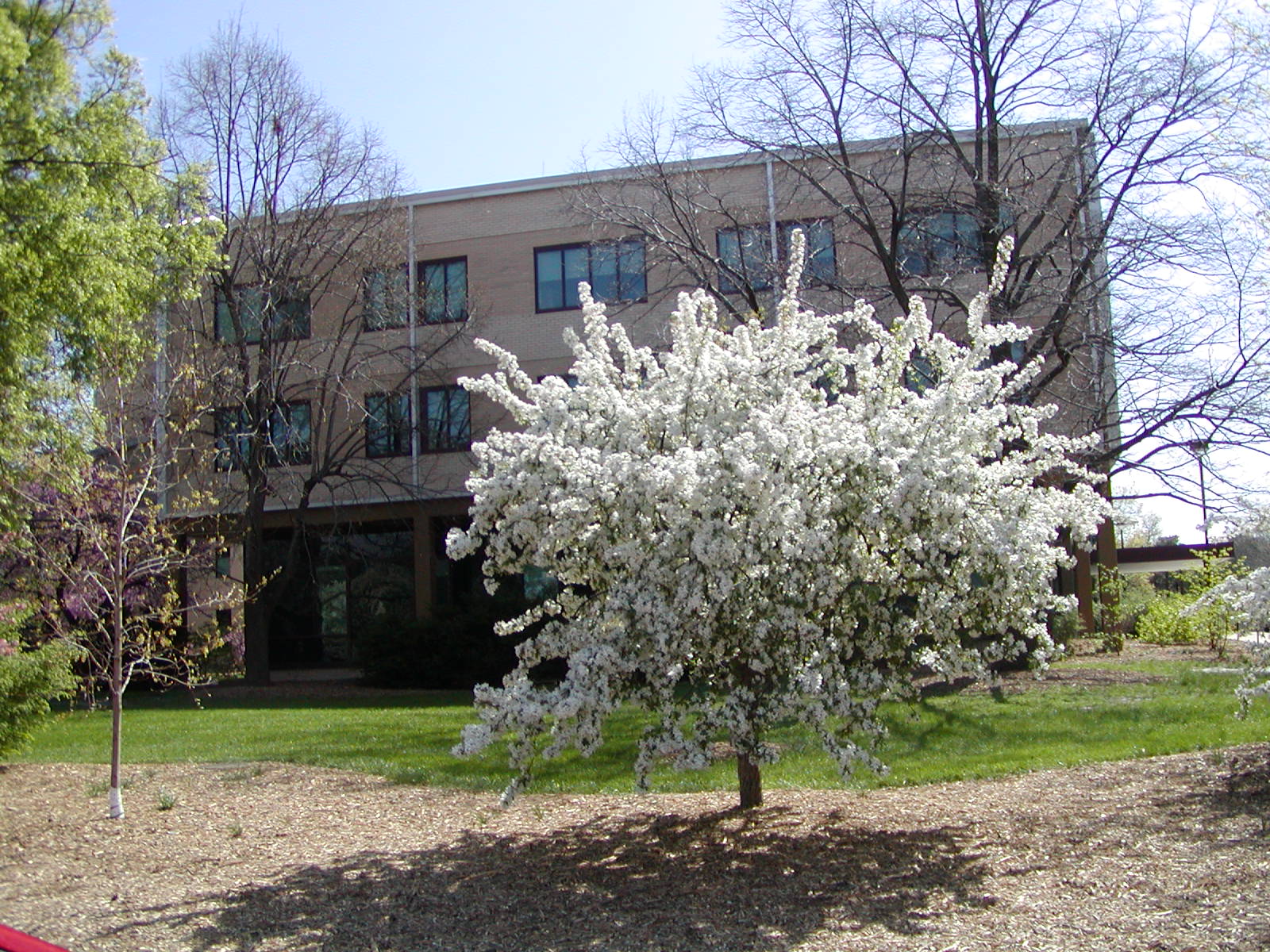 Hardin Hall in the Spring
