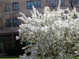 Hardin Hall in the Spring