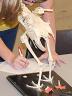 Companion Animal Science and Wildlife Career Days will be held Oct. 3 and Dec. 5.
