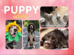 Thank you to Elizabeth Hasseler, Bailey Feit and Sue Ellen Page for sending in pet photos!