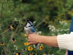 Left: Barbara Bosworth. Right: Barbara Bosworth, &ldquo;Blue Jay,&rdquo; 2002, from &ldquo;Birds and Other Angels.&rdquo;