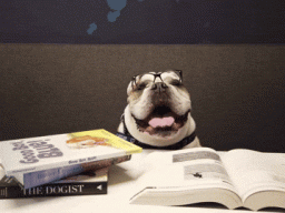 Bulldog wearing glasses while sitting behind books