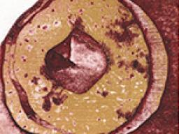 Allie Wheeler, &ldquo;Records,&rdquo; 2026. 10&rdquo; x 12&rdquo;. Intaglio Collagraph. 