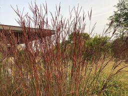 &lsquo;Blackhawks&rsquo; big bluestem grass. Photo courtesy of the Perennial Plant Association.